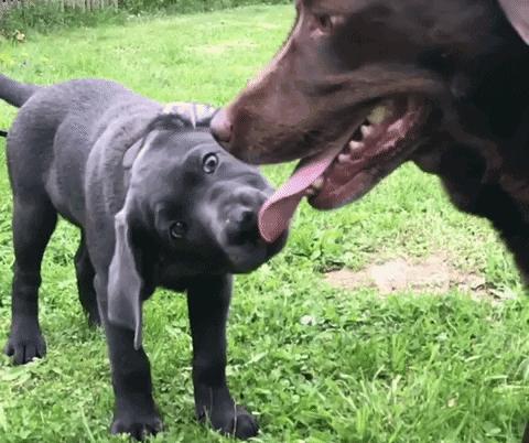 影视剧里最真实的自尽,电视里的咬舌自尽真的会自尽吗