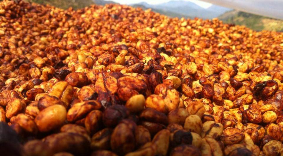 咖啡长霉菌了怎么处理,咖啡发霉是什么霉菌