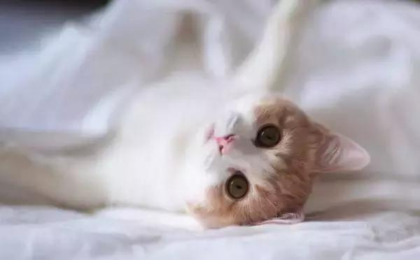 福懋动物诊所打疫苗,福懋宠物疫苗