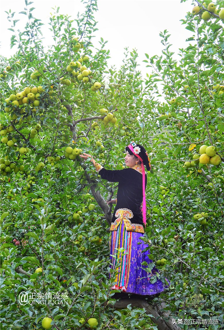 夜色成都串串爽,魅力小金苹果香#国庆中秋趣哪玩#