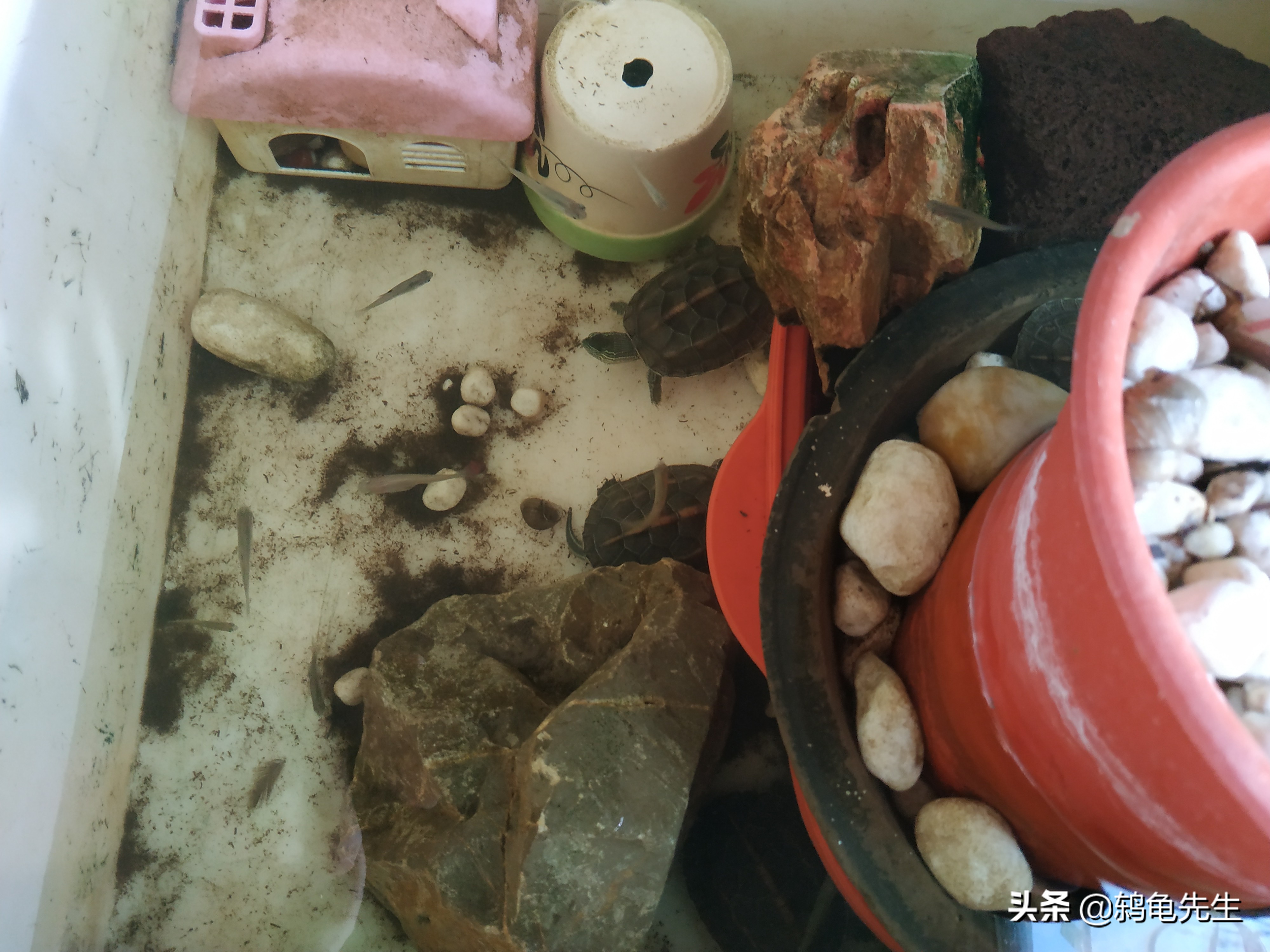 乌龟缸里用什么养水草,乌龟缸里养植物的好处