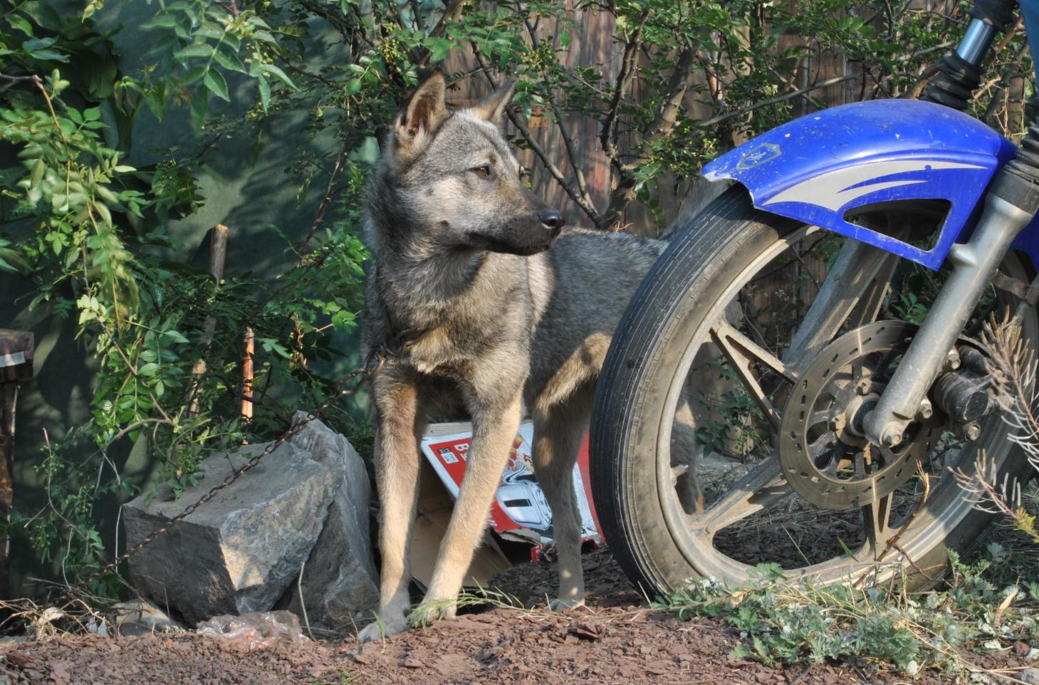 农村很多土狗,很多农村里的土狗