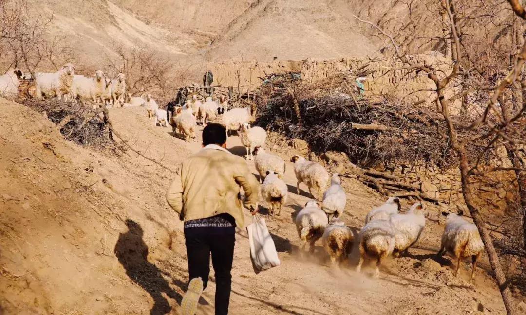 机票490飞往黄河过大年，主人请吃年夜饭，9项新年活动免费送