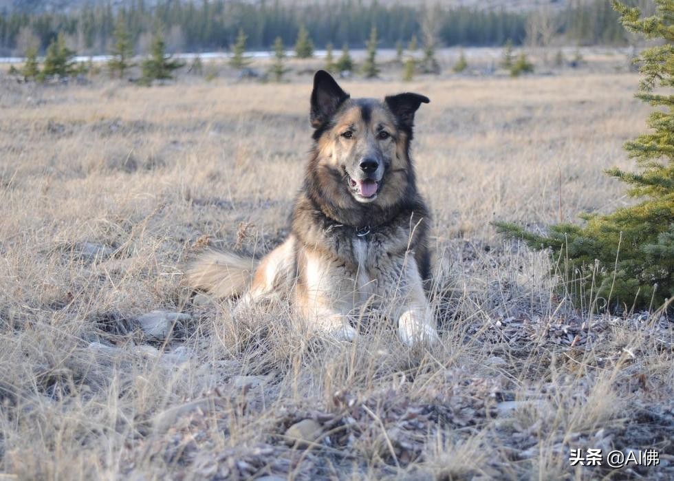 美国最受欢迎的100组小狗名字