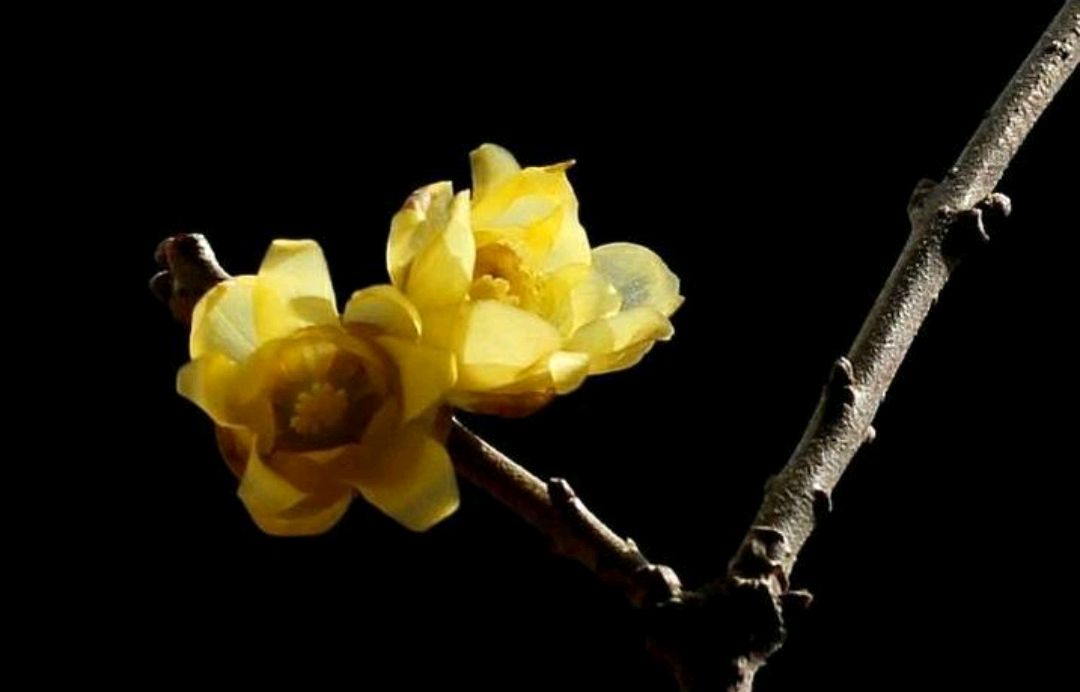 傲雪凌霜的腊梅正在绽放,傲立寒冬的腊梅