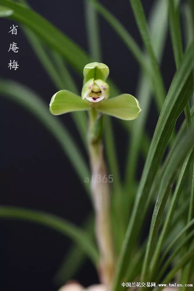 兰花怎么养才能让根腐死,松树皮与熟腐松针可混合养兰花吗