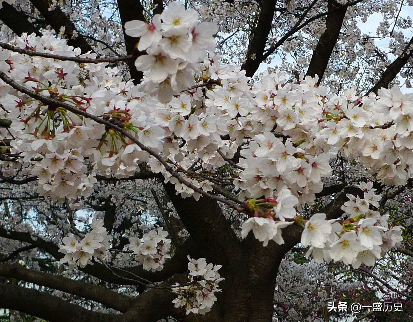樱花原产于哪个国家,享誉世界的日本樱花竟然来自中国