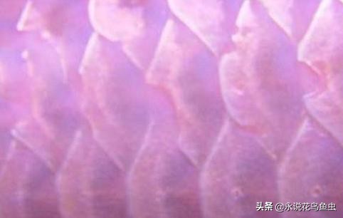 龙鱼大面积蚀鳞,龙鱼大面积烂鳞什么原因