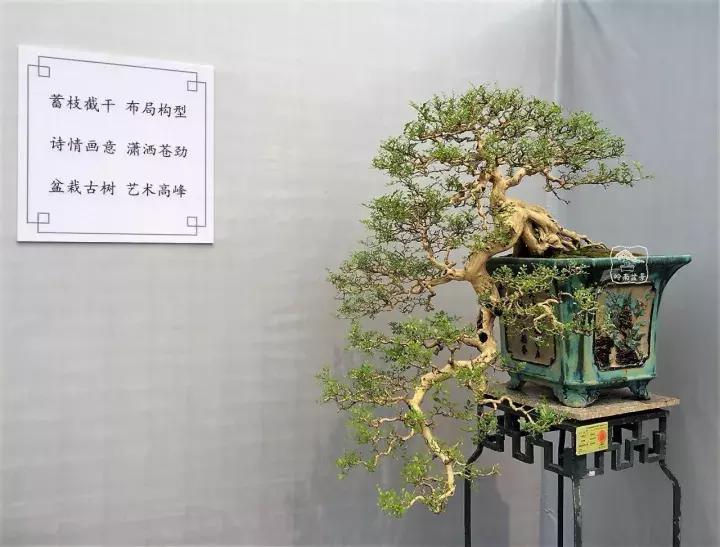 造型极美的盆景一起来欣赏,一组风吹出来的盆景欣赏动感十足