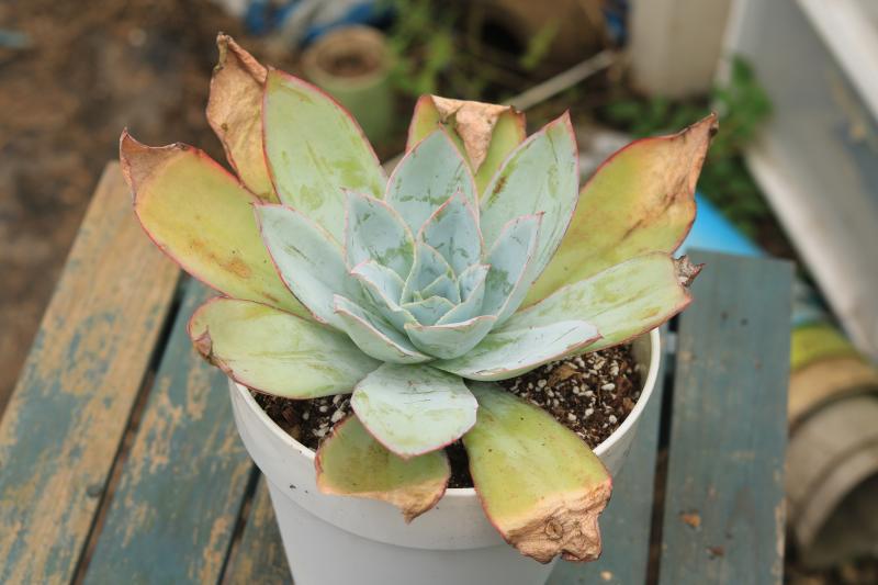 冰与火多肉,冰与火多肉植物有哪些