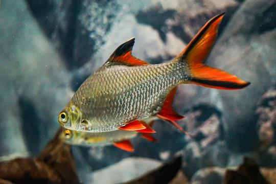 观赏鱼种类大全,观赏鱼鲨鱼的种类