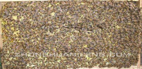 中蜂养双群怎样操作,中蜂定地饲养三百群要多少个场地