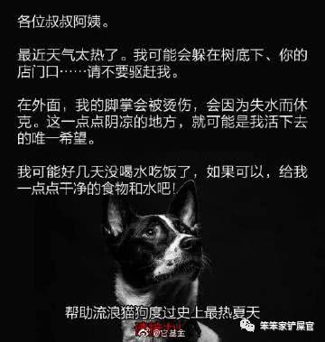 猫咪中暑可以吃点罐头补水吗,猫咪中暑打了针还不见好