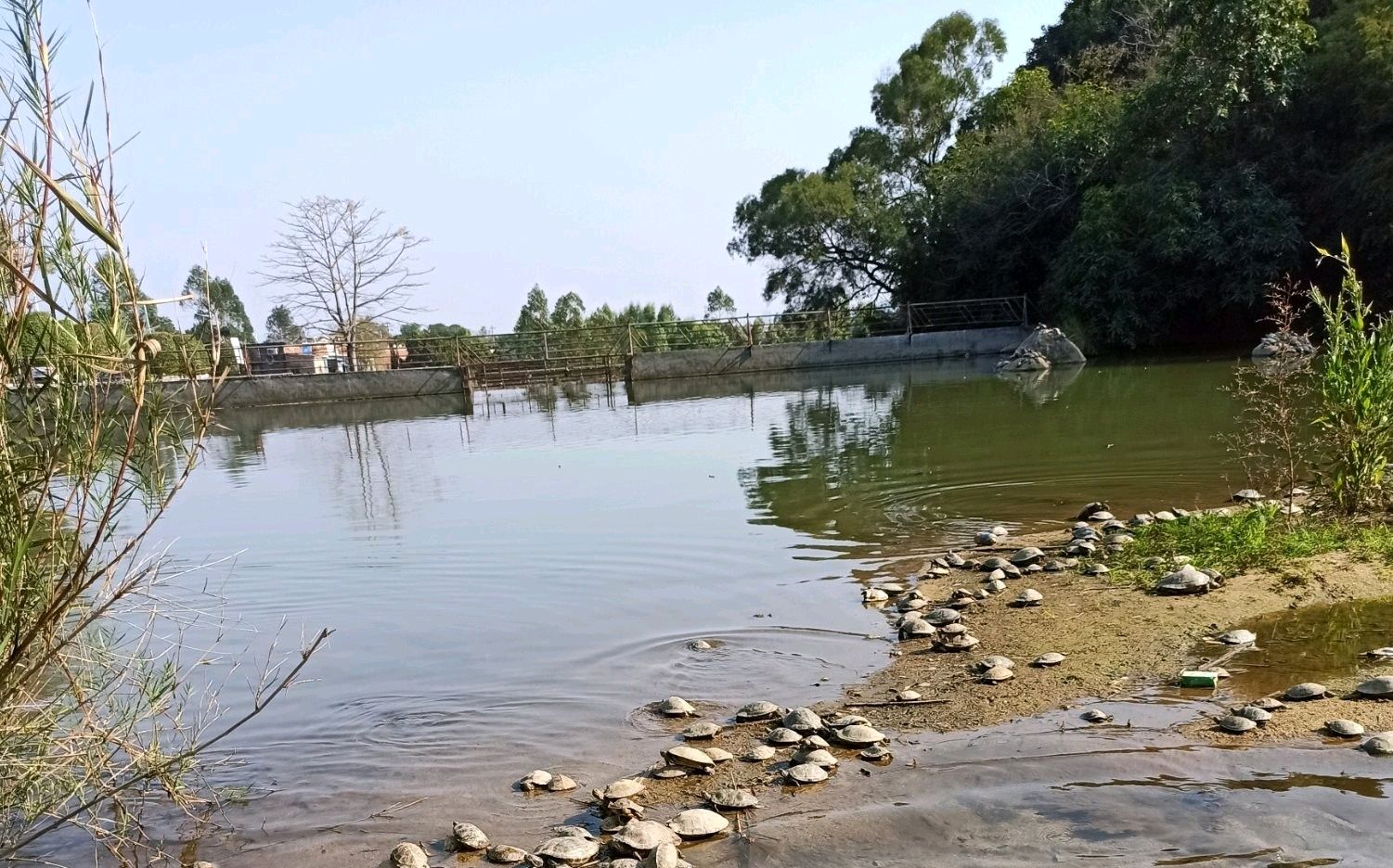 龟灾？广东整条河道里全是乌龟，拥挤在岸边岸边晒太阳
