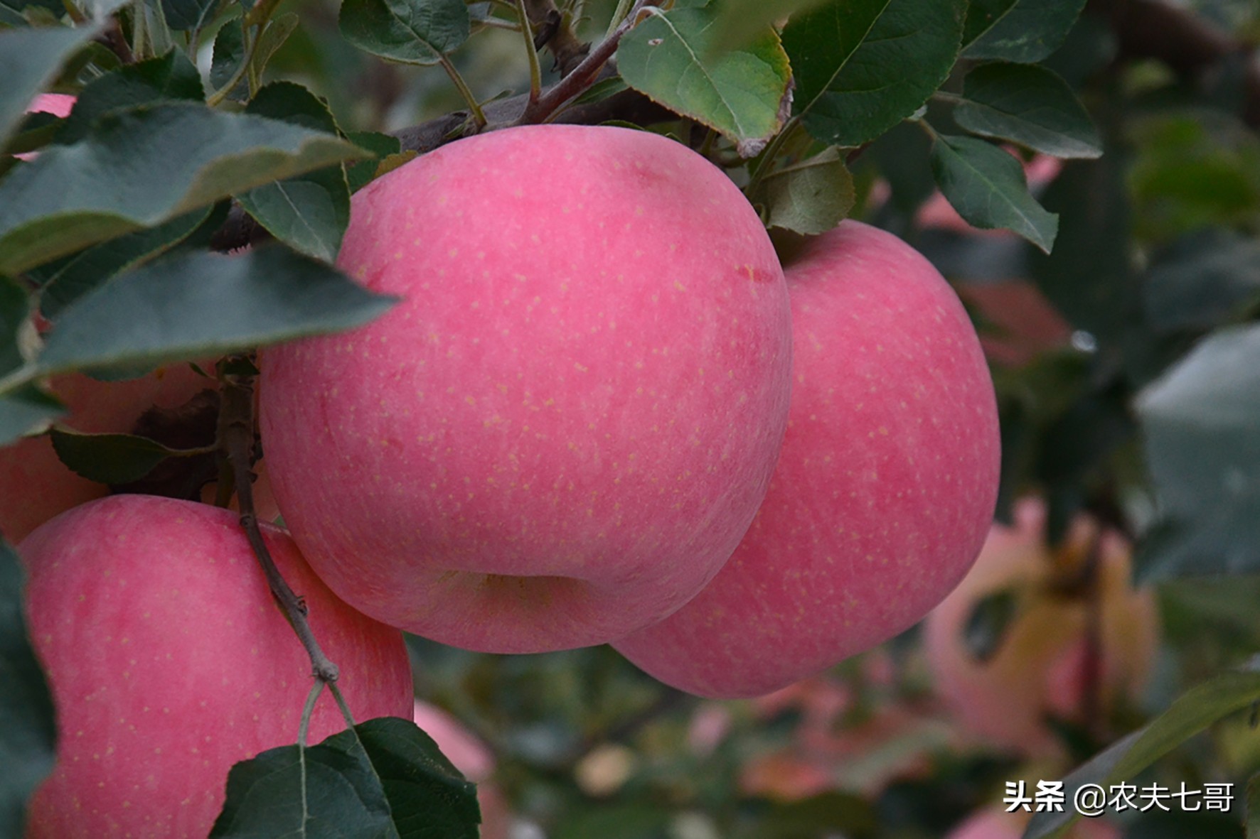 苹果为啥星点大？原因在这里，3项措施让苹果星点变小表光好