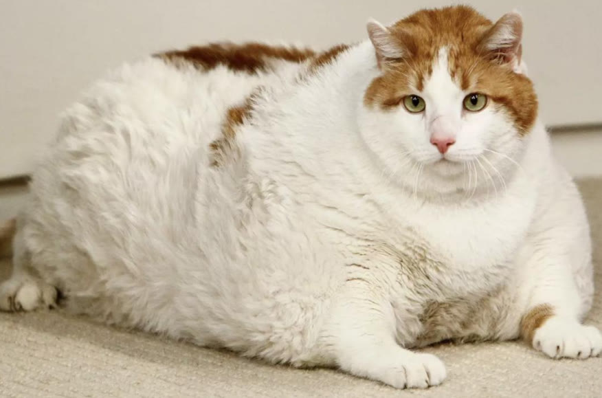 猫咪便秘大便带血,猫咪拉不出屎怎么快速解决