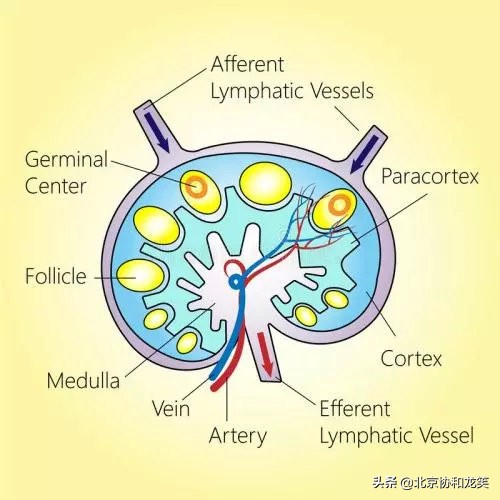 手臂淋巴水肿消肿手法图,下肢淋巴水肿怎么消肿