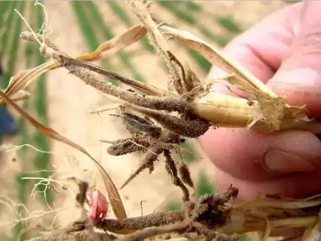 小麦黄化死苗是什么原因,小麦黄化死棵怎么处理