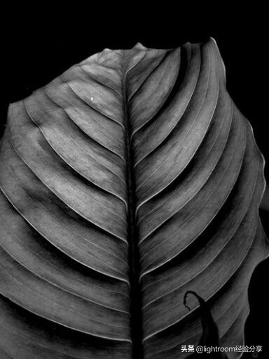 摄影黑白和彩色图对比,摄影黑白和彩色的关系