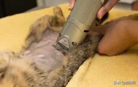 猫咪绝育手术，到底是正切好？还是侧切好？