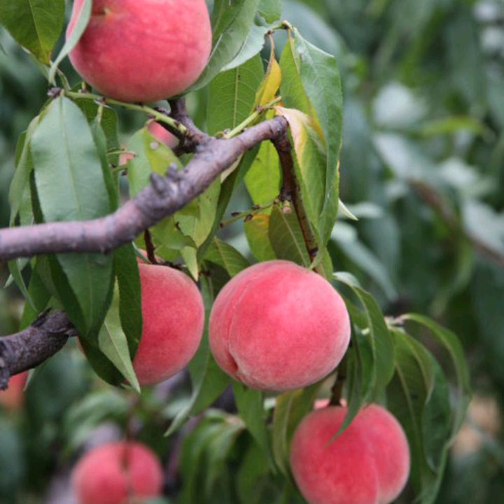 女子情窦初开,情窦初开的少女引来离奇命案