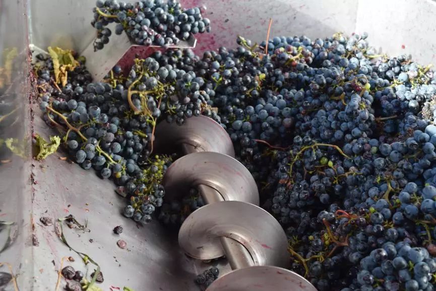 自酿葡萄酒的功效与作用,自酿山葡萄酒很涩怎么办