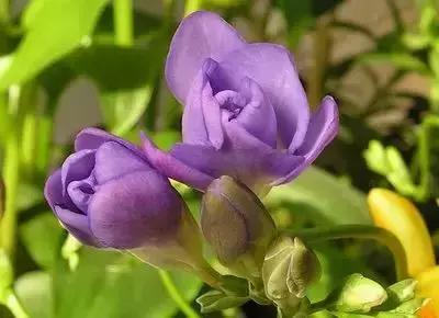 摄影艺术100种花的花语太全了,100种花卉和花语