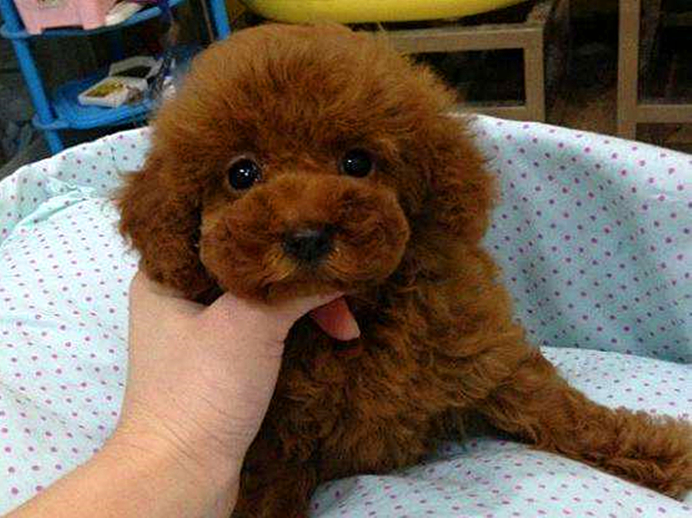 泰迪出现护食怎么办,泰迪常见问题及解决方案