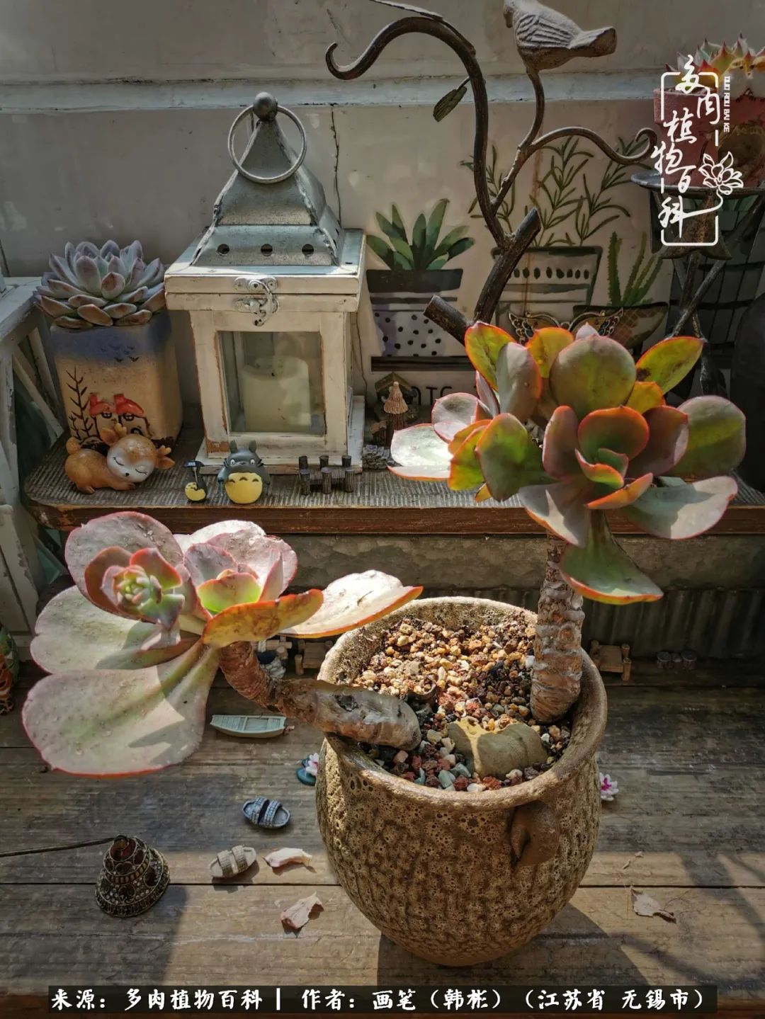 阳台多肉花园简直美翻了,适合男生养的多肉