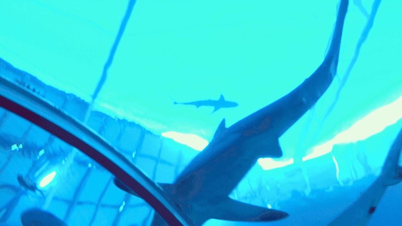 5年之许，小白逆袭重返新加坡