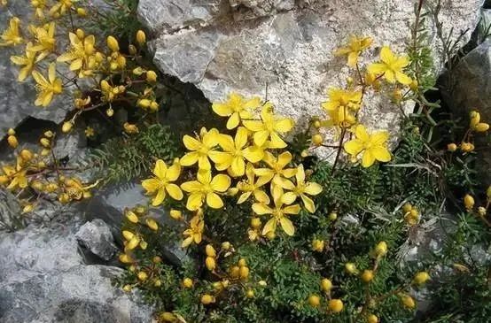 岩石花园景区,岩石园常用花卉