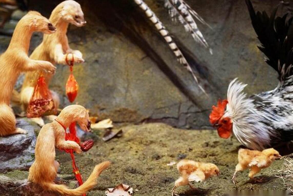 黄鼠狼的天敌有哪些,黄鼠狼在农村的天敌