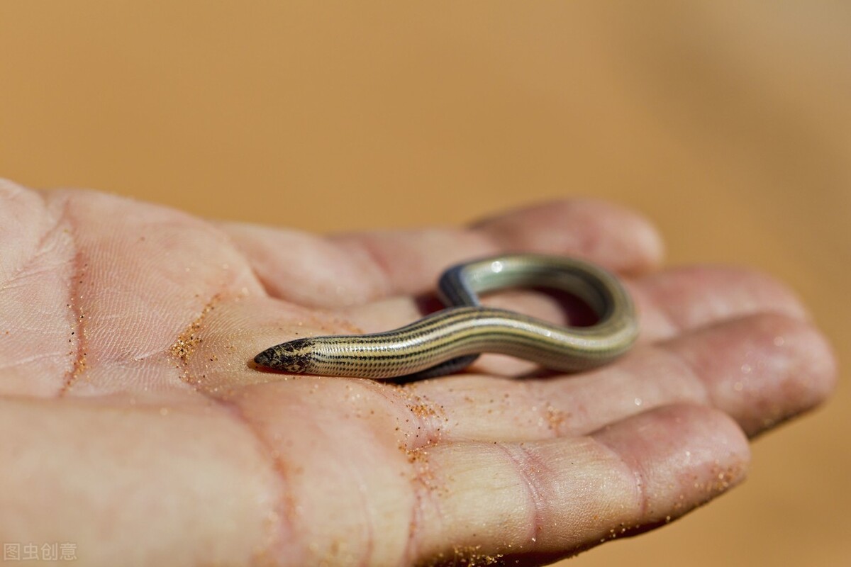 俗称臭大姐的虫子是益虫还是害虫,狗婆蛇是保护动物吗