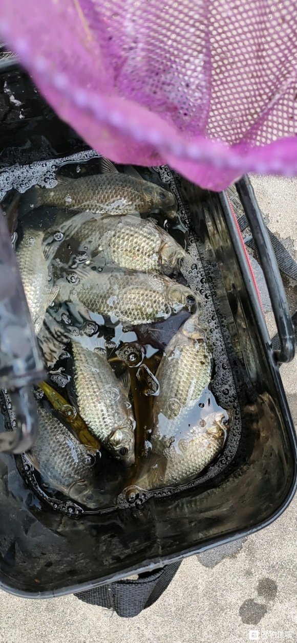 夏天打窝鱼不开口怎么办,窝里鱼有泡但不开口怎么办