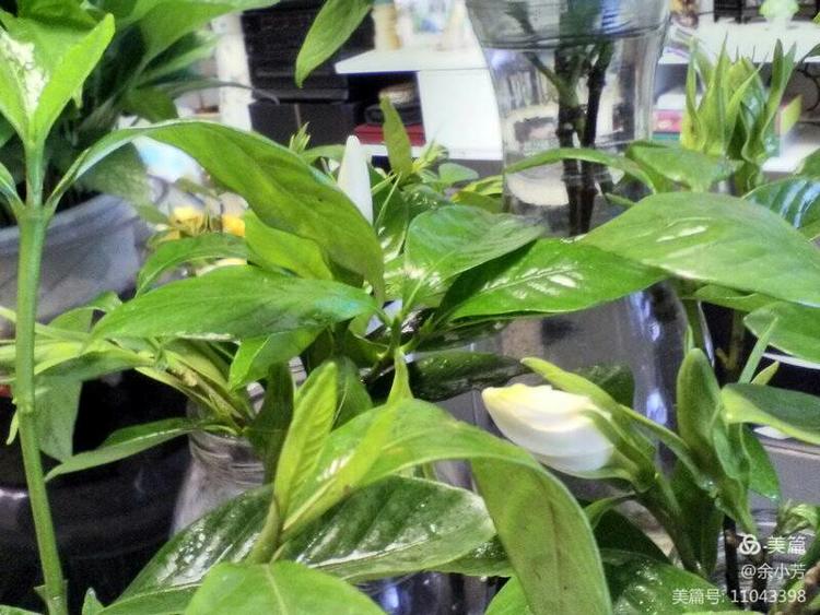 栀子花开歌曲歌词,栀子花开歌曲完整版