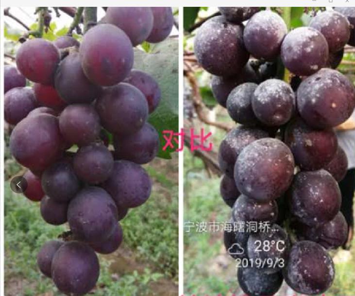 又到葡萄成熟时,高温雨季溢糖性霉斑病来袭,怎么办?
