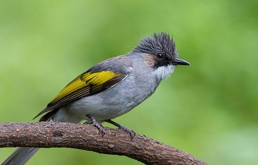 广东常见鸟类图谱和名称图文,东江揽胜鸟类