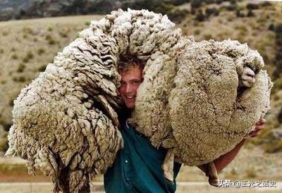 新西兰那么落后为什么是发达国家,新西兰历史上最强的国家