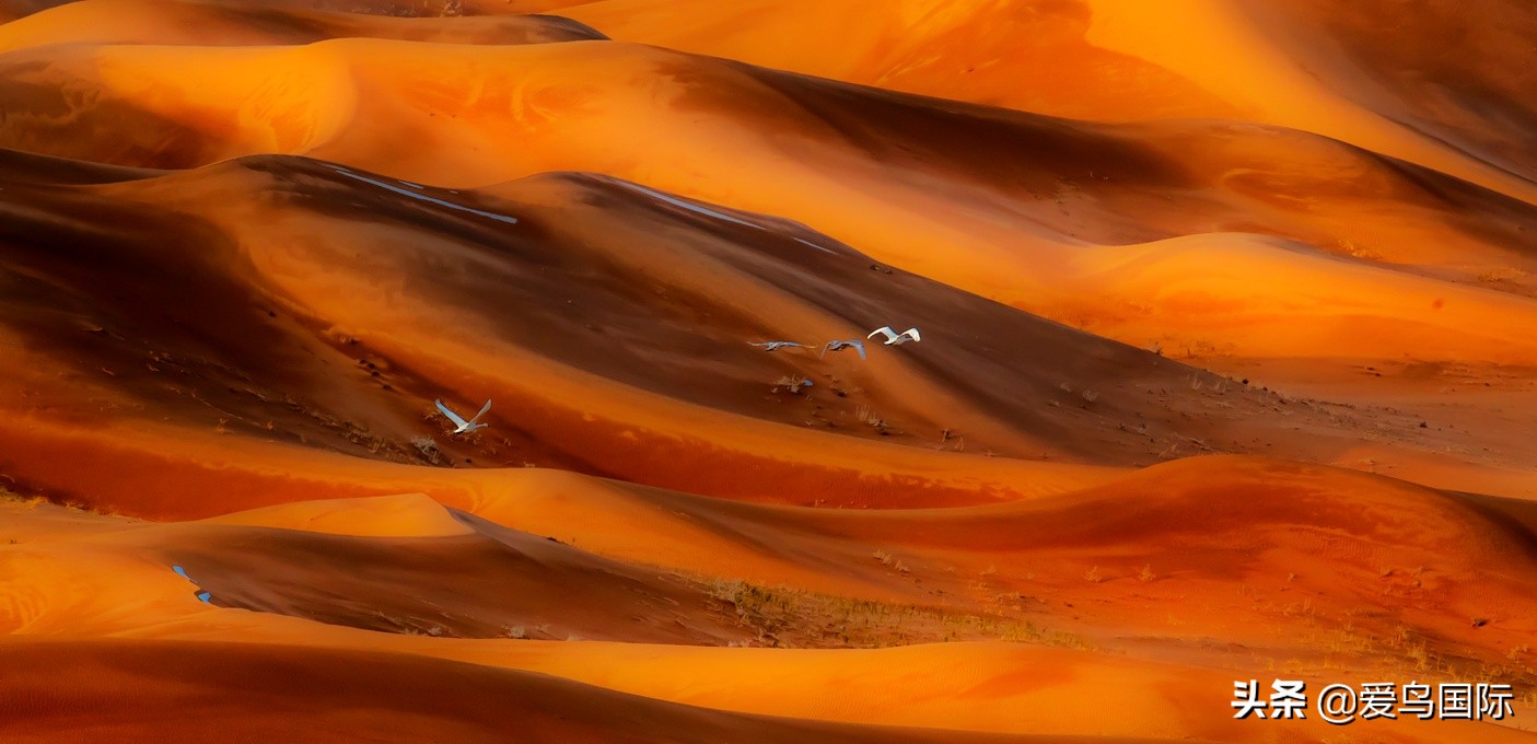 鸟类最好看的照片,100张绝美鸟类图片