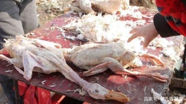 家养鸭子怎么处理粪便,农村鸭子怎么养吃什么