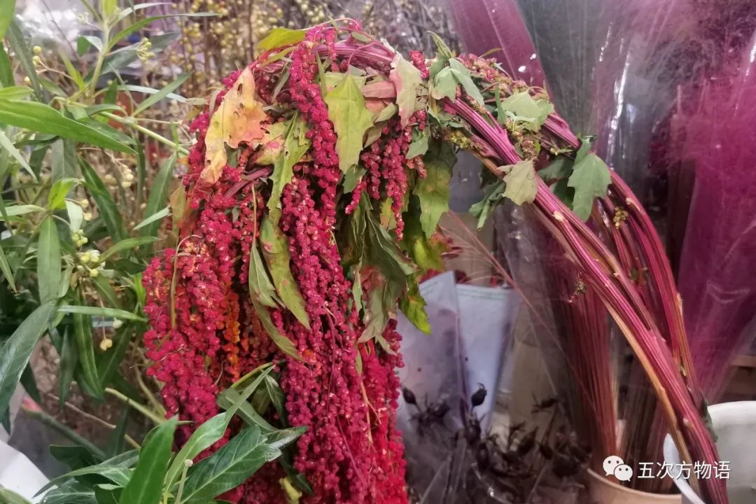 鲜切花都有哪些品牌,花卉市场买的月季不知道品种