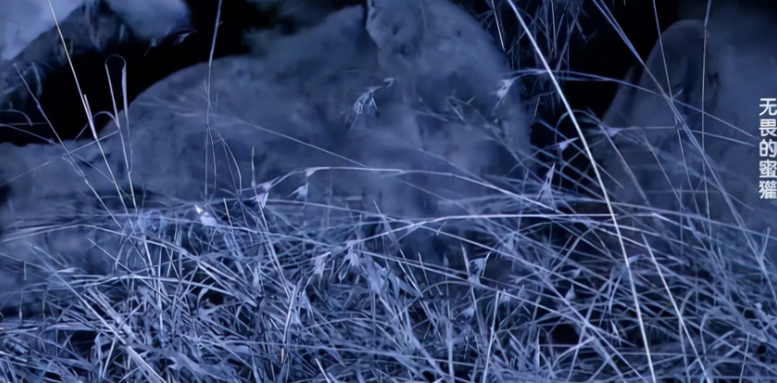 蜜獾两小时后继续享用毒蛇,蜜獾凶猛攻击人类