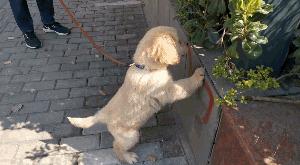 狗狗咬人怎么办,狗狗咬人怎么处理最好