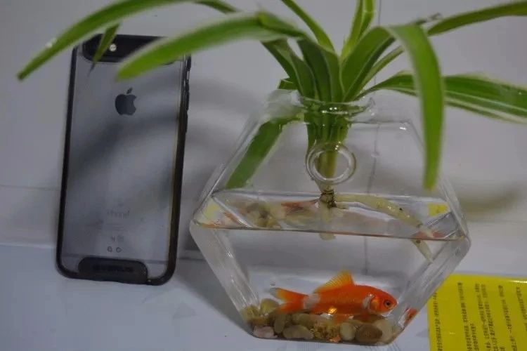 在家里面适合养什么水培植物,最适合家里养的水培植物