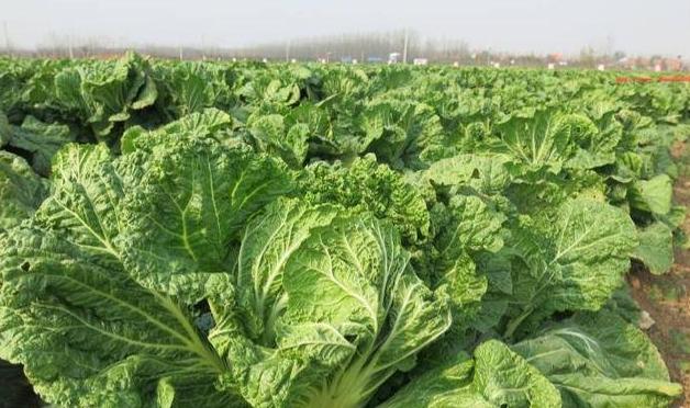 山东寿光农业发展,山东省三大强县