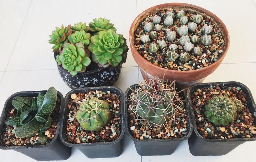 多肉芽点不爆侧芽怎样处理,多肉怎么爆侧芽不用药