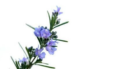 粉色和紫色的植物有哪些,紫色的植物有哪些品种