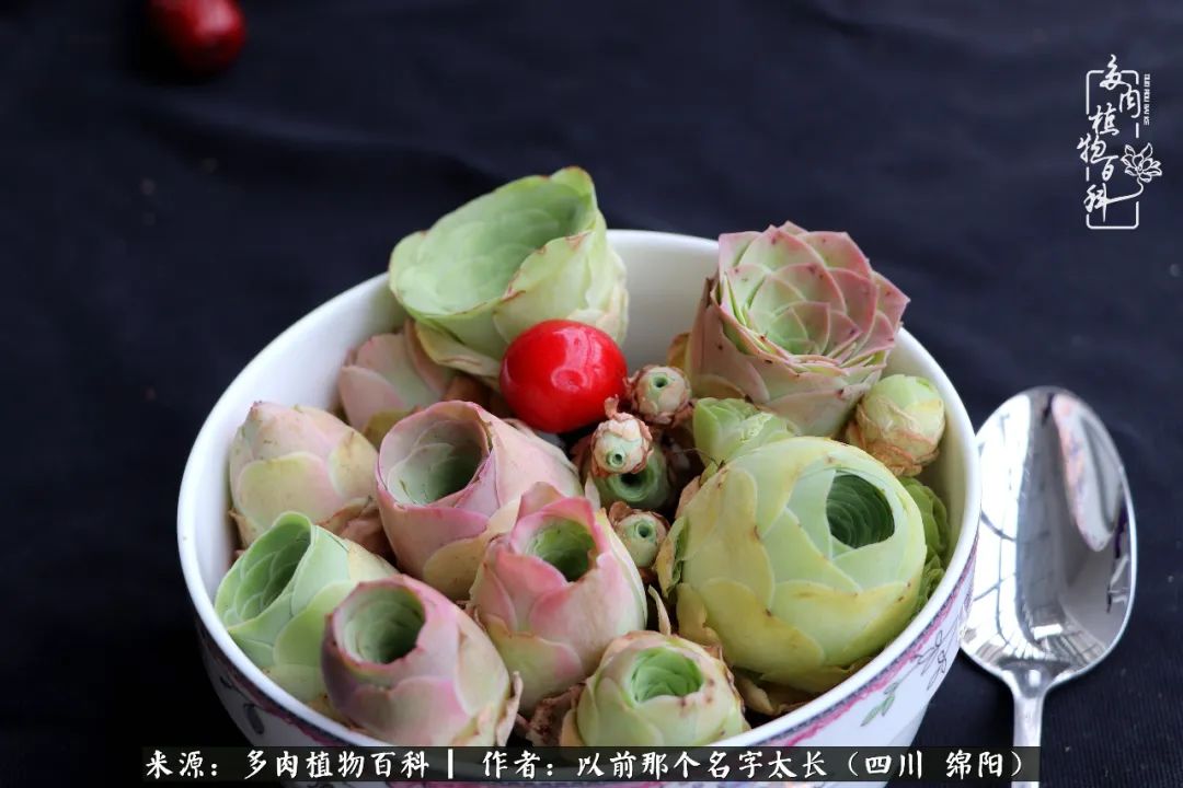 山地玫瑰夏天,山地玫瑰花怎么玩