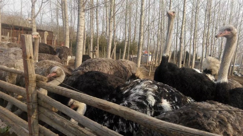 一颗鸡蛋卖天价,一颗蛋卖四百万的梗