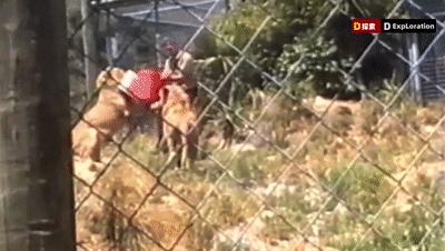 遇到猛兽如何自救100字,面对大型猛兽如何自救